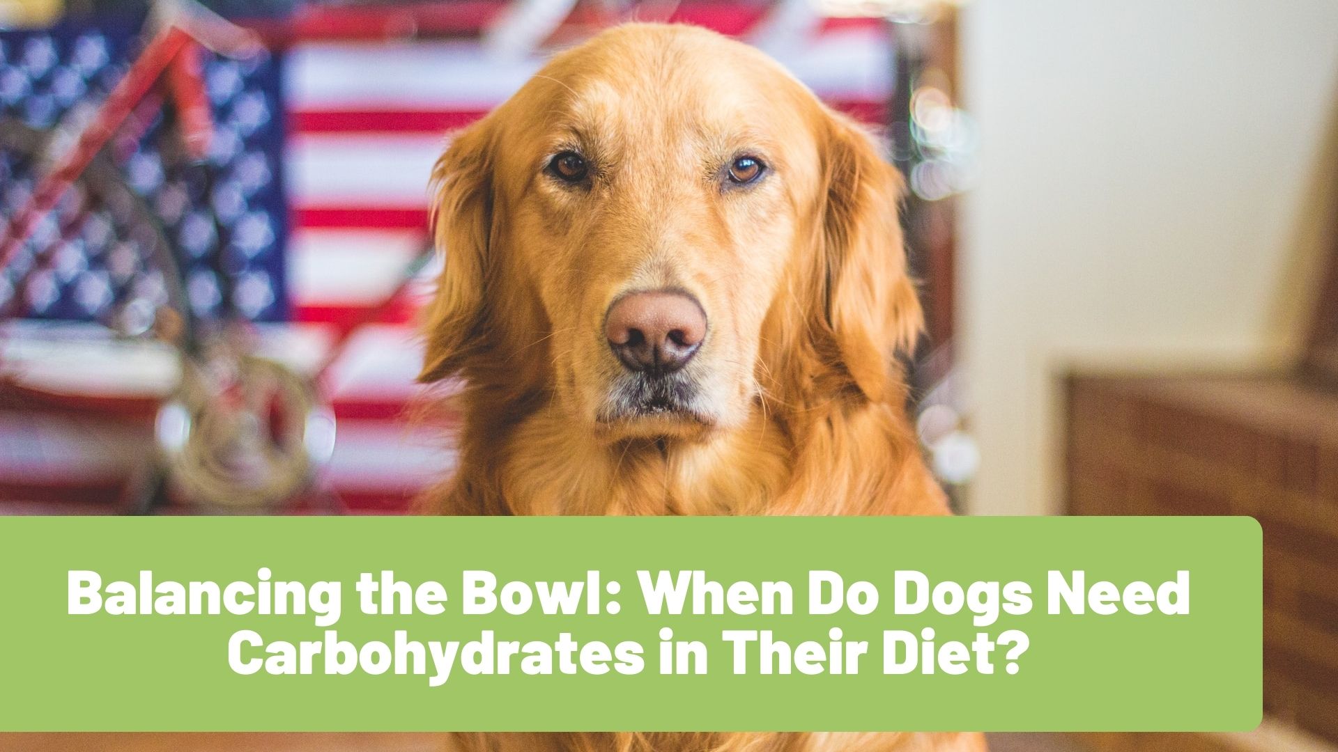 Balancing the Bowl: When Do Dogs Need Carbohydrates in Their Diet? - RawOrigins.pet - The Raw Dog Food Company