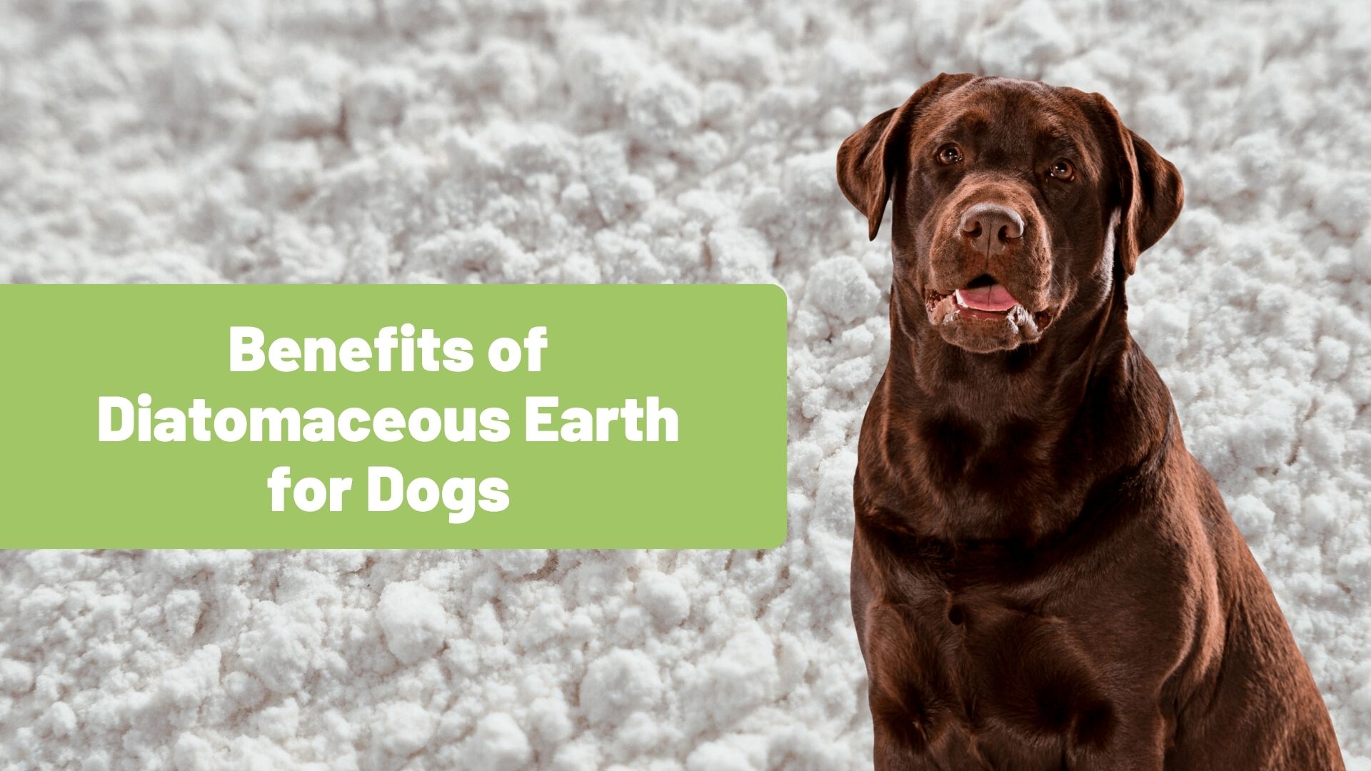 Benefits of Diatomaceous Earth for Dogs - RawOrigins.pet - The Raw Dog Food Company