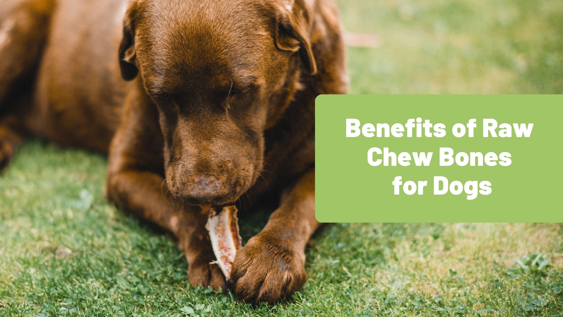 Benefits of Raw Chew Bones for Dogs - RawOrigins.Pet - The Raw Dog Food Company