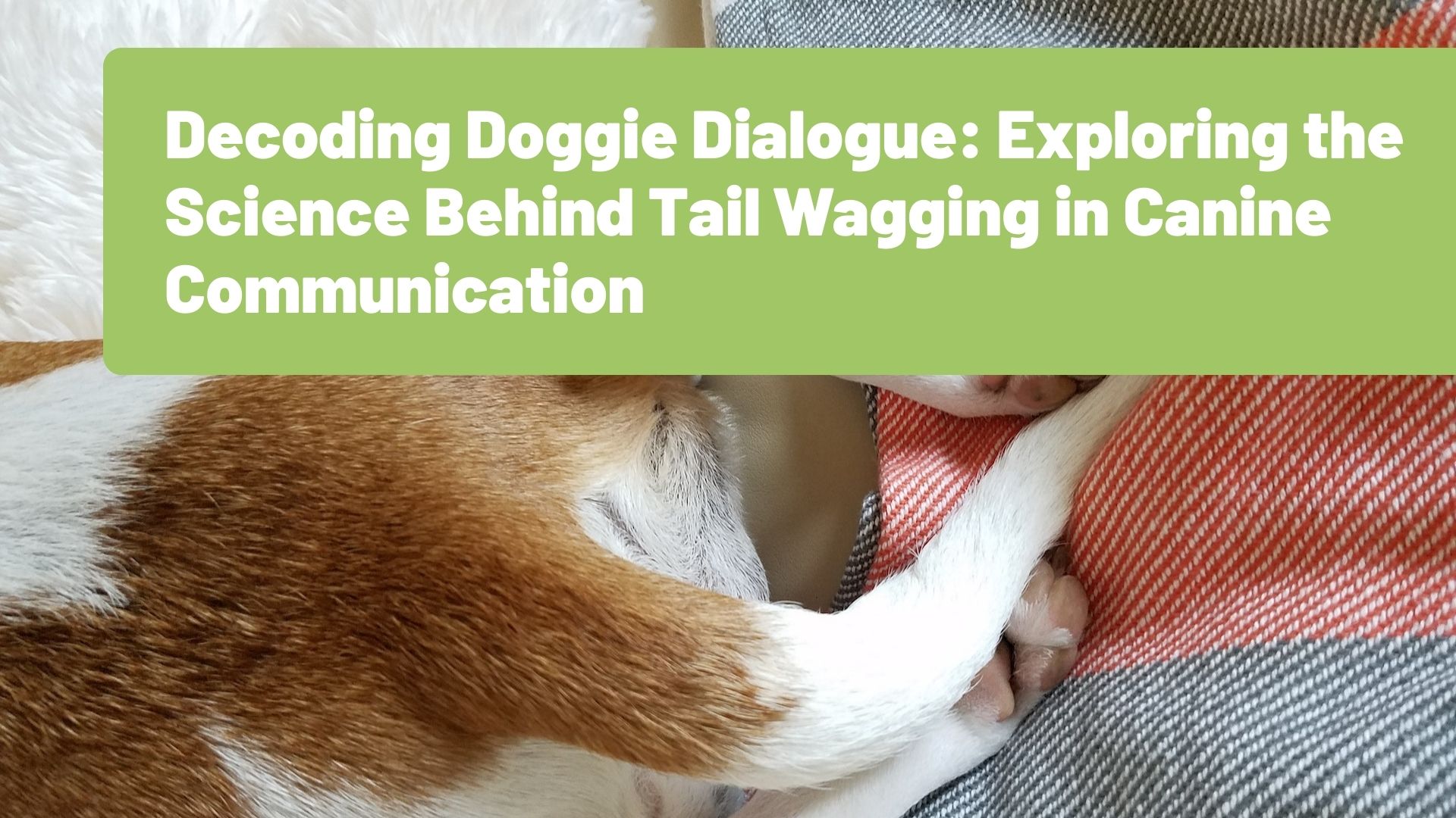 Decoding Doggie Dialogue: Exploring the Science Behind Tail Wagging in Canine Communication