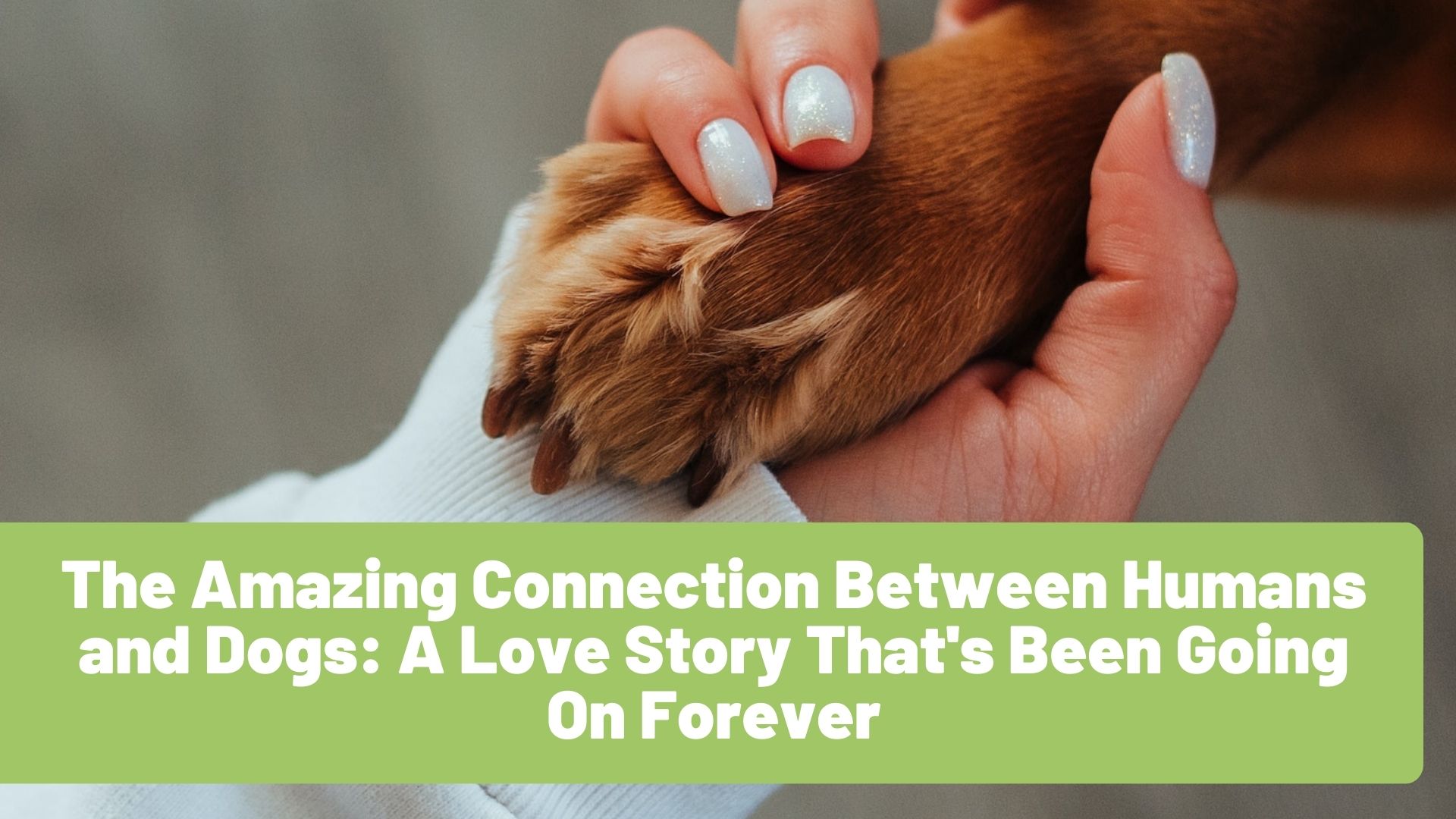 The Amazing Connection Between Humans and Dogs: A Love Story That's Been Going On Forever - RawOrigins.pet - The Raw Dog Food Company
