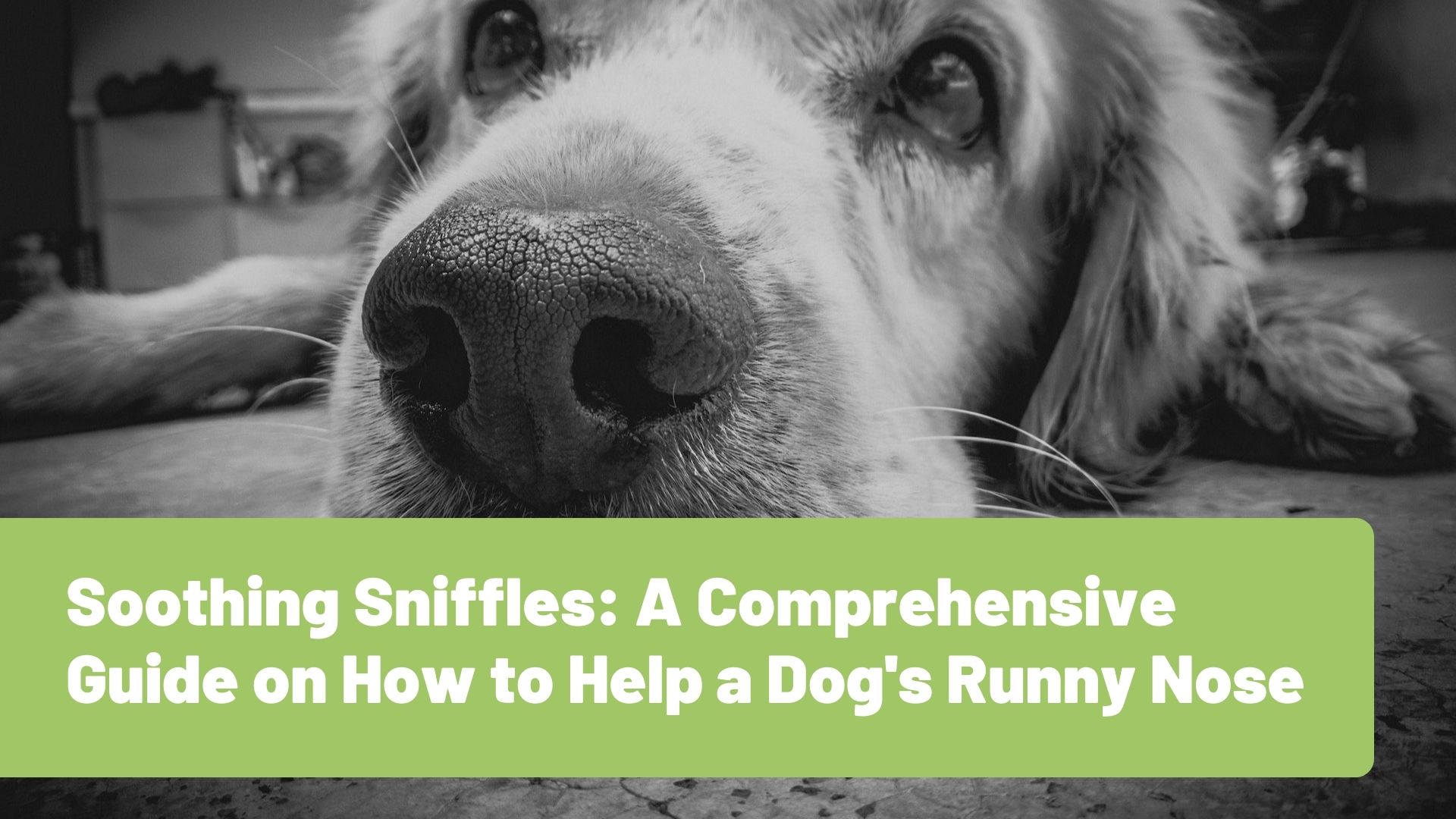 Soothing Sniffles A Comprehensive Guide on How to Help a Dog's Runny Nose - RawOrigins.Pet - A Raw Dog Food Company