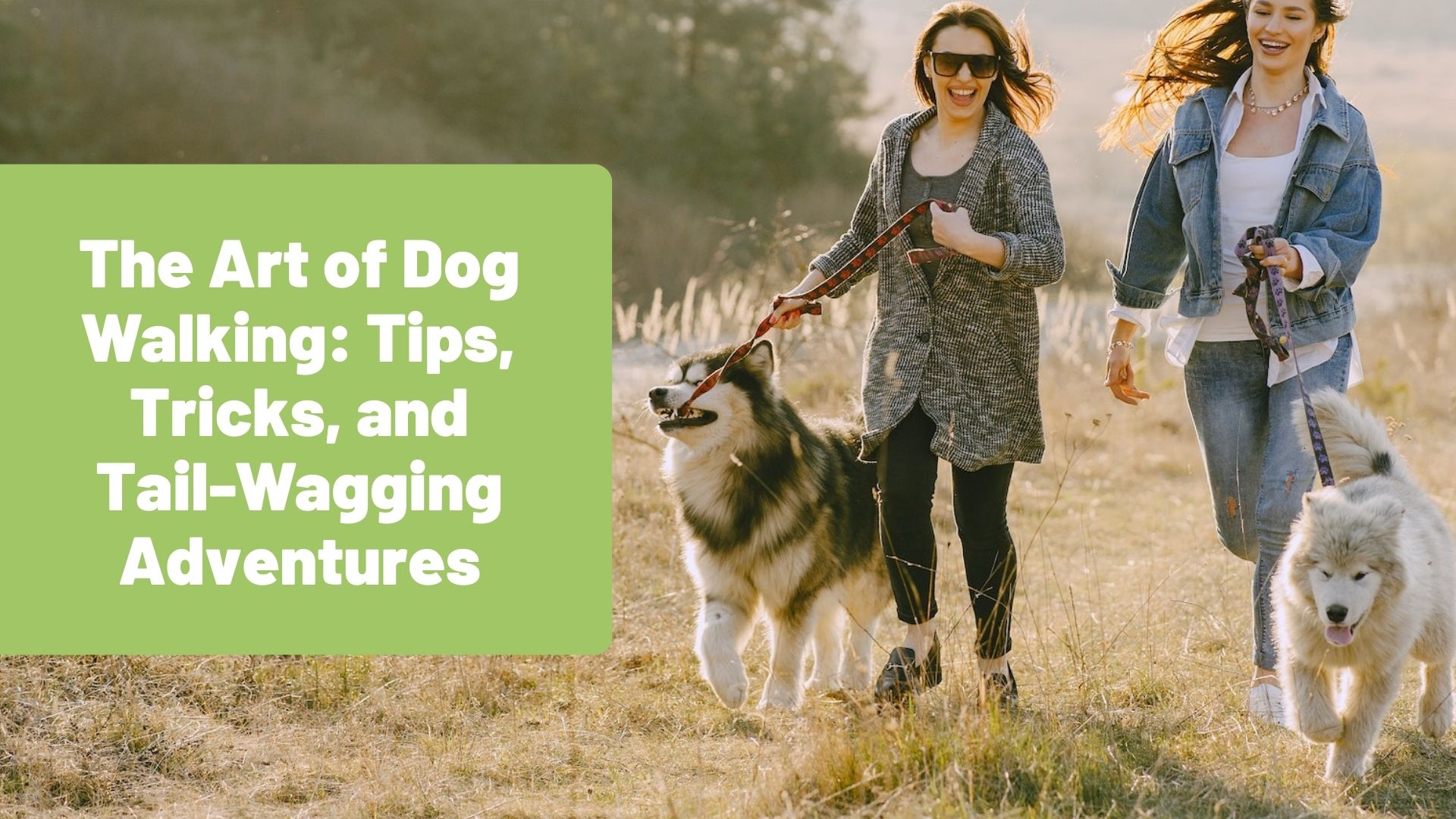 The Art of Dog Walking: Tips, Tricks, and Tail-Wagging Adventures - RawOrigins.pet - The Raw Dog Food Company