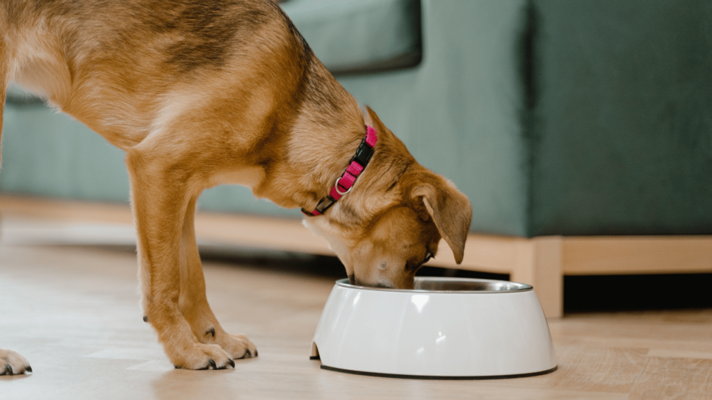 The Importance of Choosing High-Quality Ingredients for Your Dog's Raw Food Diet