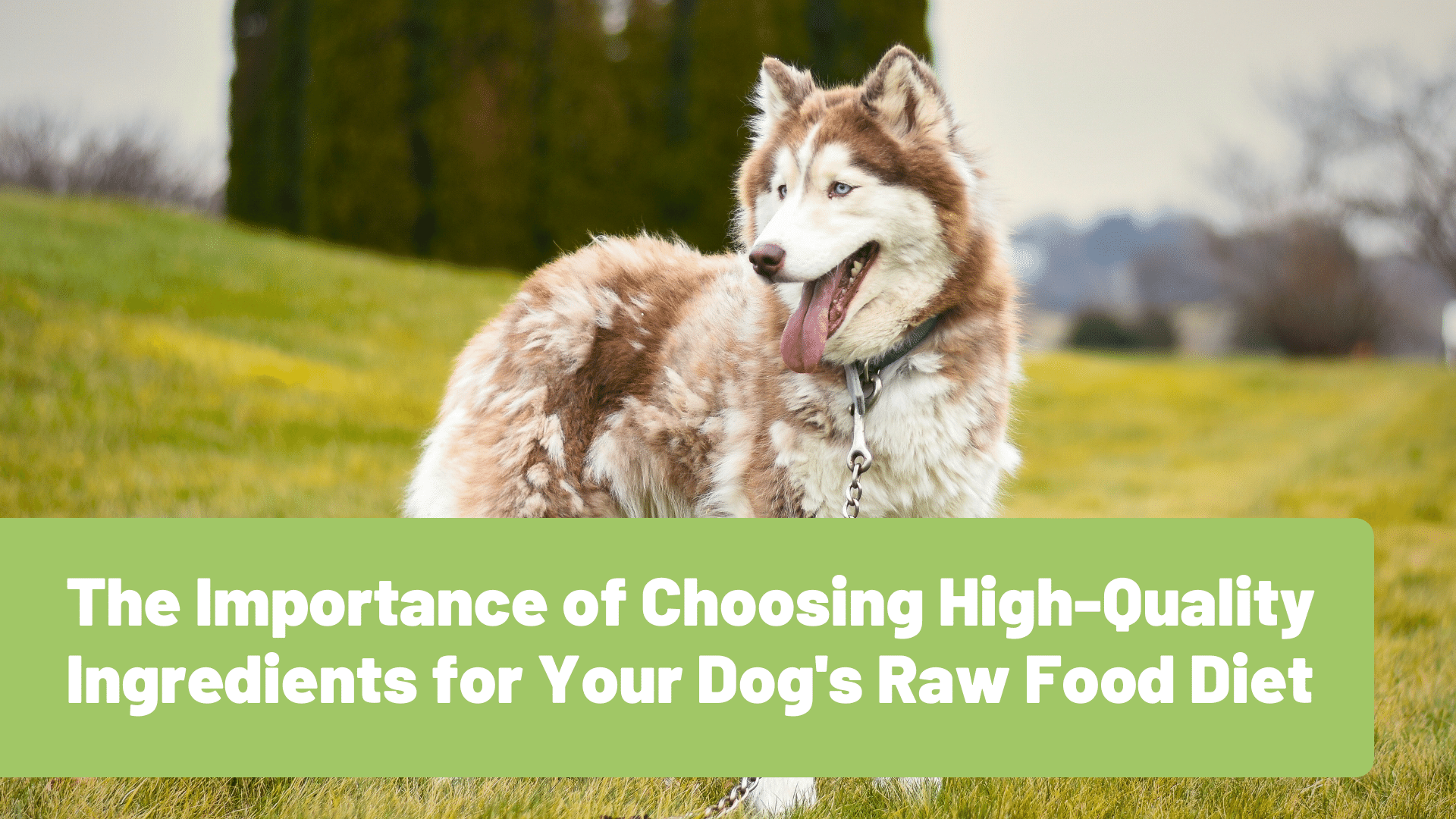 The Importance of Choosing High-Quality Ingredients for Your Dog's Raw Food Diet - RawOrigins.Pet - The Raw Dog Food Comapny