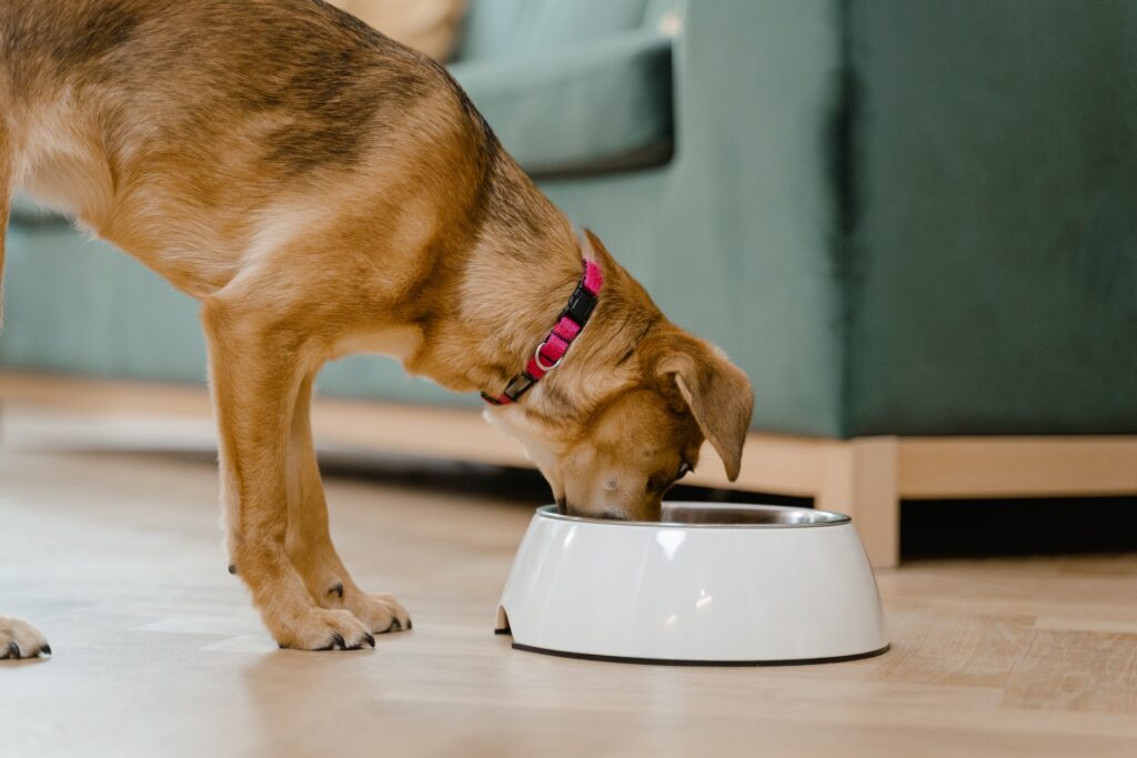 Bark to Basics: Essential Tips for Raw Feeding Your Doggie - RawOrigins.Pet - The Raw Dog Food Company