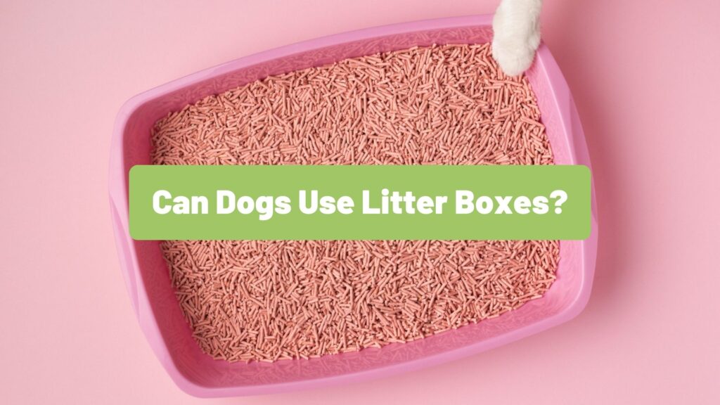 Can Dogs Use Litter Boxes? Exploring the Possibilities! Raw Origins Raw Origins
