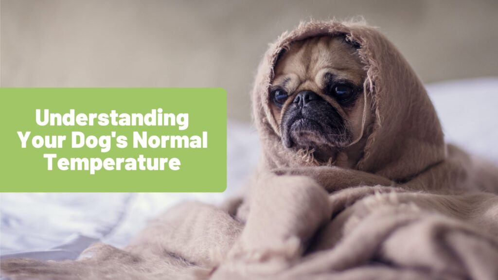 Understanding Your Dog's Normal Temperature What You Should Know Raw