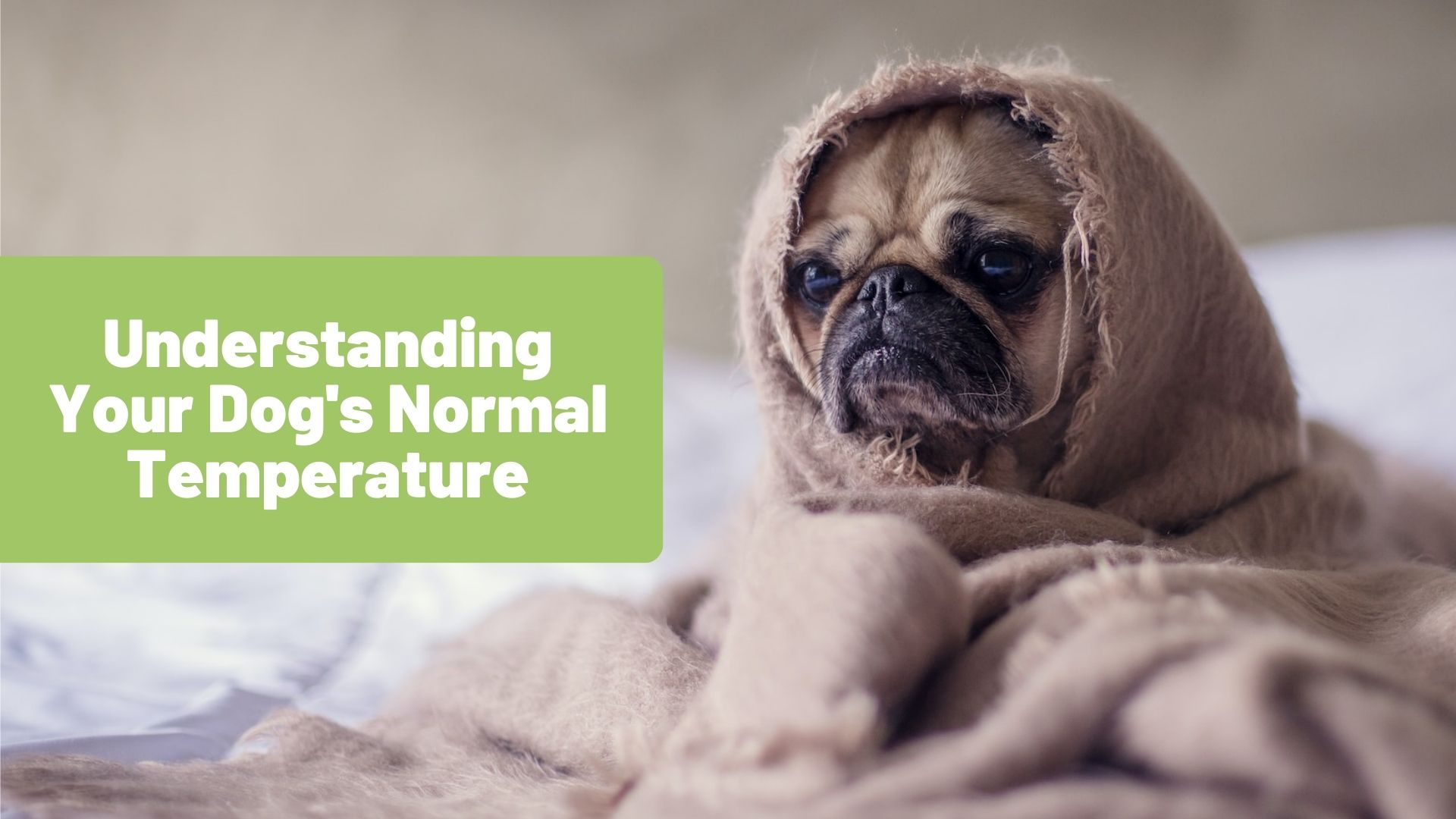 Understanding Your Dog's Normal Temperature: What You Should Know - RawOrigins.pet - The Raw Dog Food Company