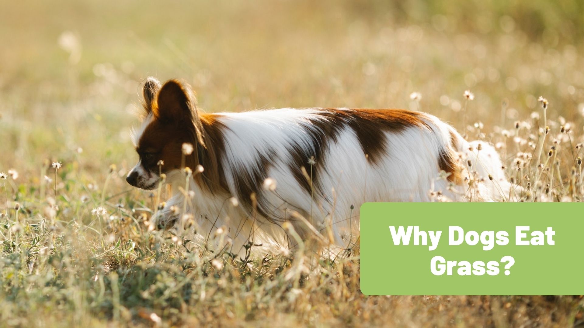 Unraveling the Mystery of Why Dogs Eat Grass - RawOrigins.pet - The Raw Dog Food Company