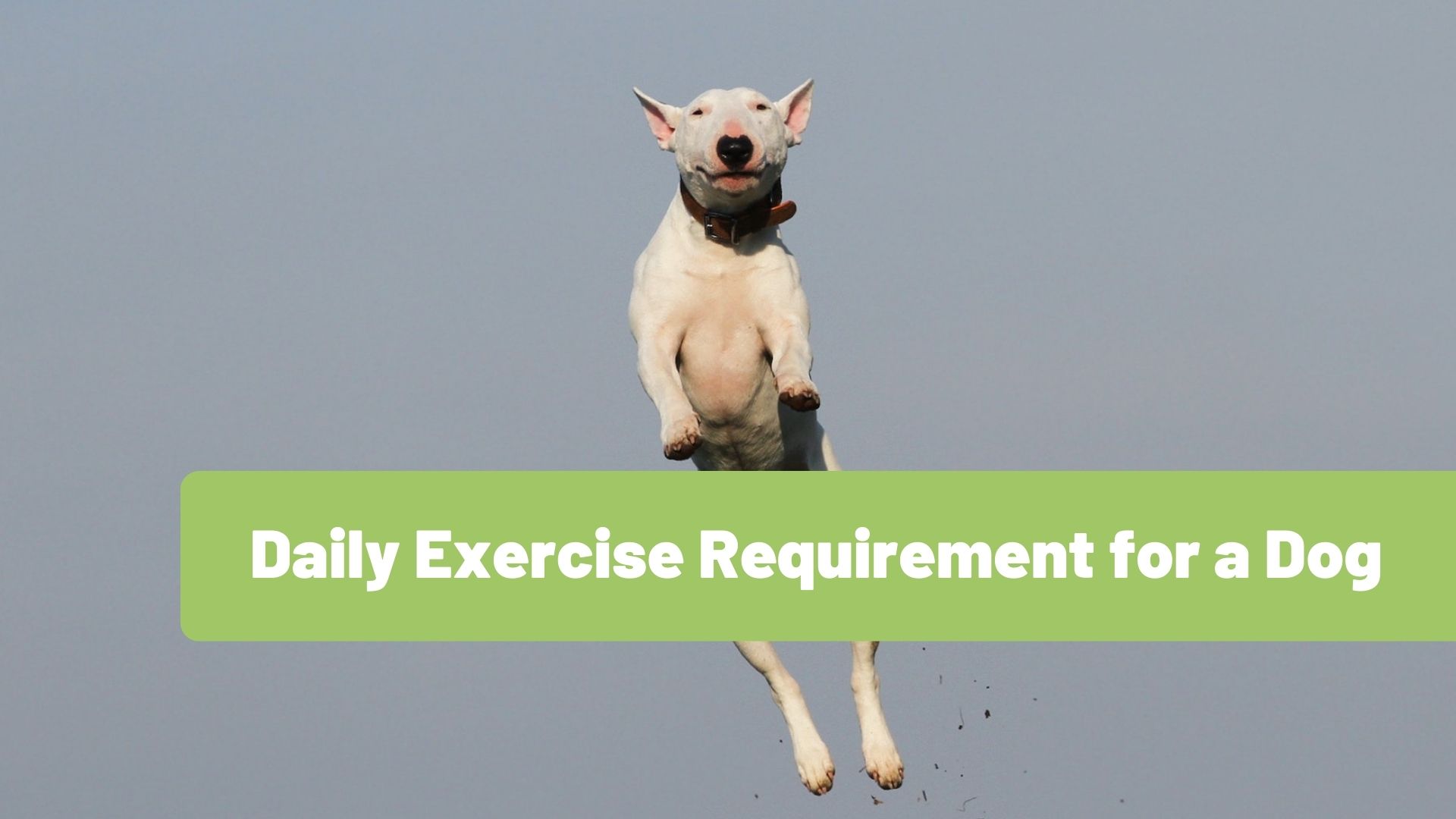What is the Daily Exercise Requirement for a Dog - RawOrigins.pet - The Raw Dog Food Company