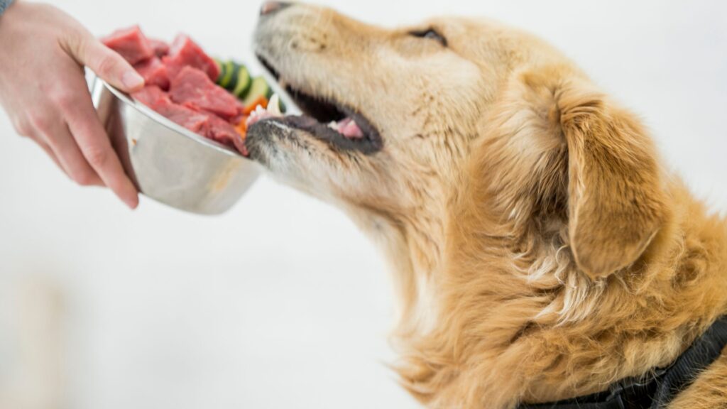 Why Raw Food is Good for Your Dog - RawOrigins.pet - The Raw Dog Food Company