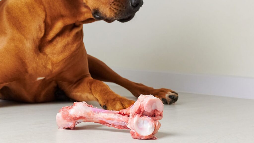 Why Raw Food is Good for Your Dog - RawOrigins.pet - The Raw Dog Food Company