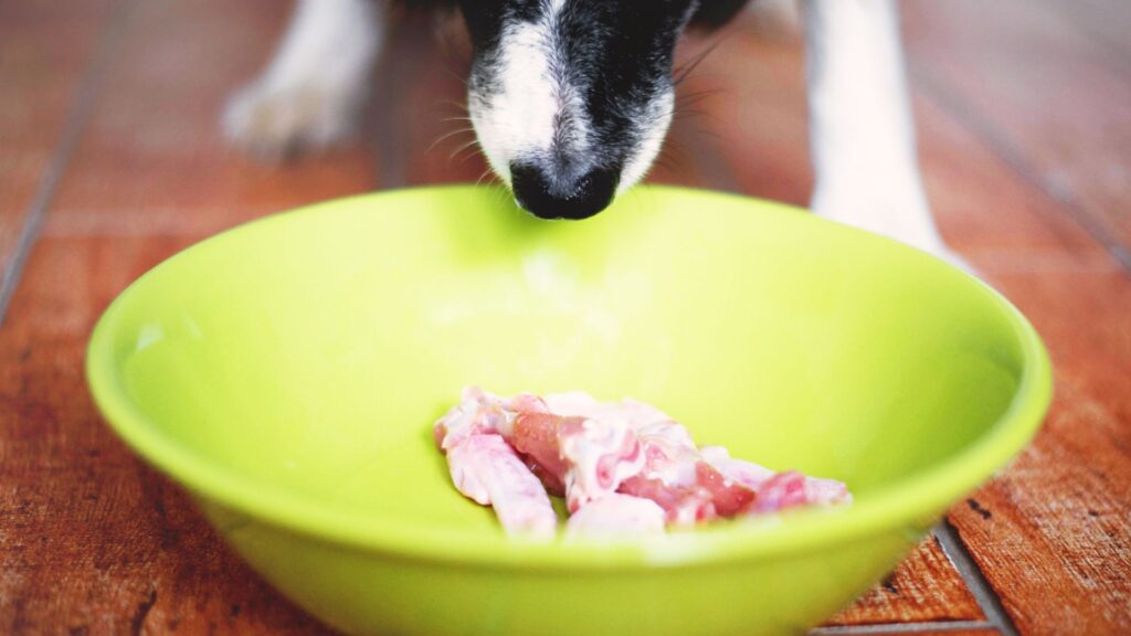 Why Raw Food is Good for Your Dog - RawOrigins.pet - The Raw Dog Food Company