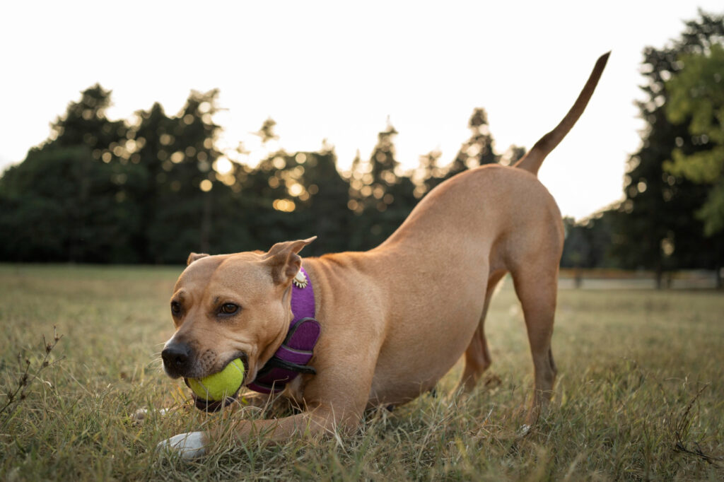 Choosing the Perfect Plaything: A Guide to Selecting the Best Toys for Your Canine Companion - RawOrigins.pet - The Raw Dog Food Company