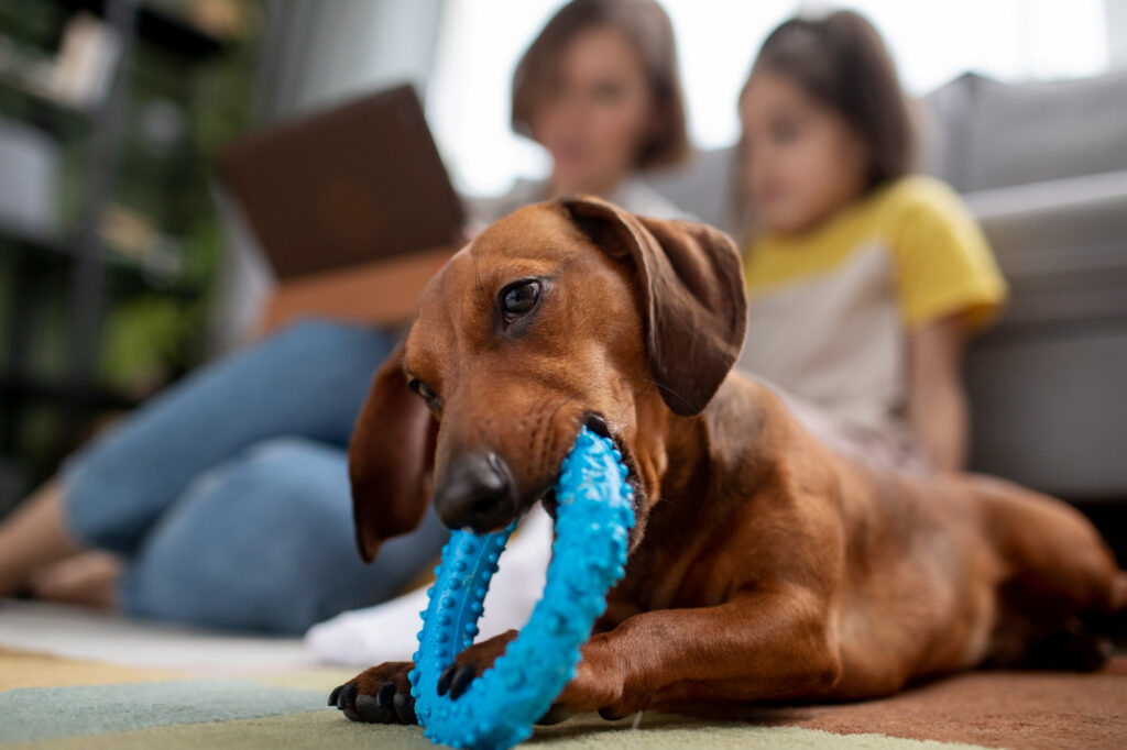 Choosing the Perfect Plaything: A Guide to Selecting the Best Toys for Your Canine Companion - RawOrigins.pet - The Raw Dog Food Company