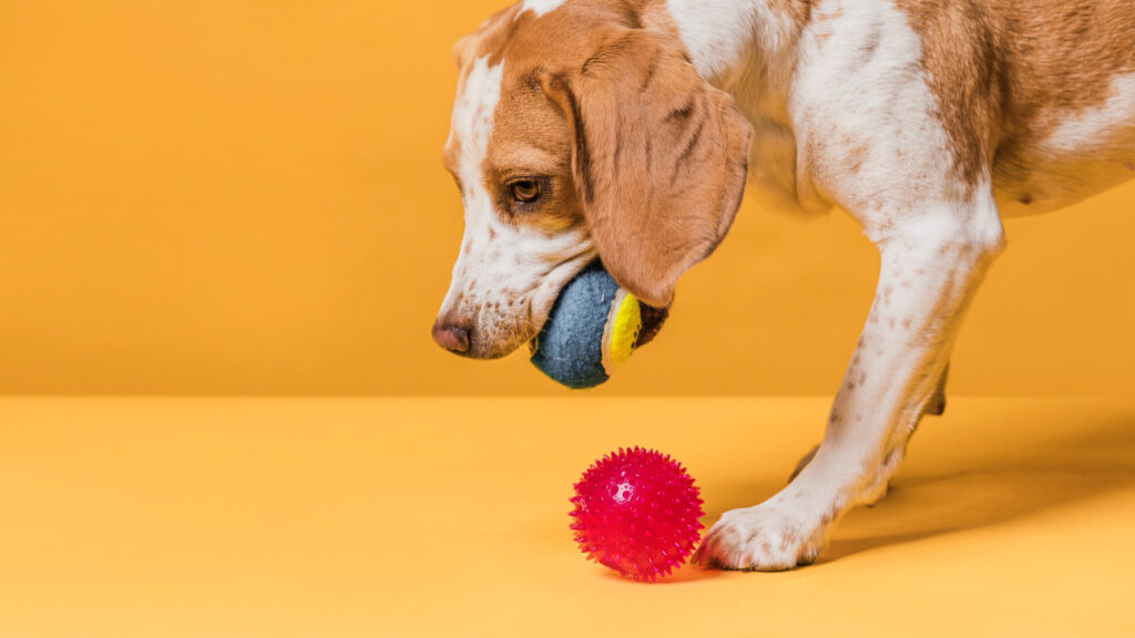 Choosing the Perfect Plaything: A Guide to Selecting the Best Toys for Your Canine Companion - RawOrigins.pet - The Raw Dog Food Company