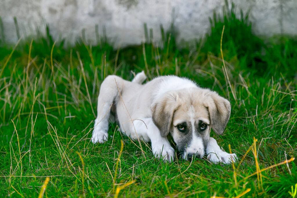 Unraveling the Mystery of Why Dogs Eat Grass - RawOrigins.pet - The Raw Dog Food Company