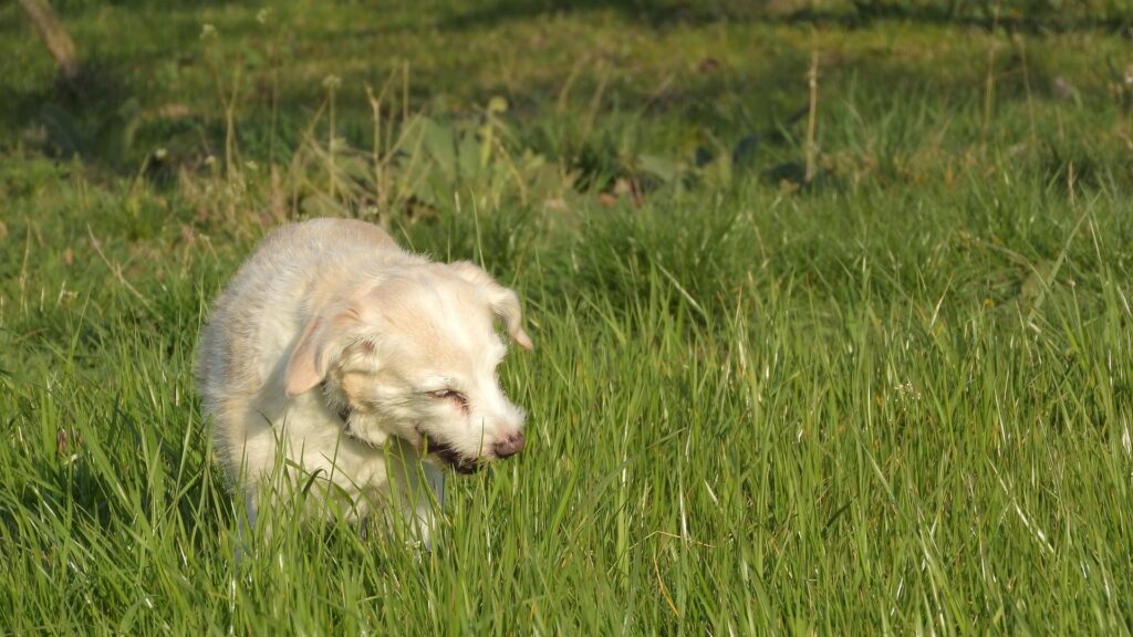 Unraveling the Mystery of Why Dogs Eat Grass - RawOrigins.pet - The Raw Dog Food Company