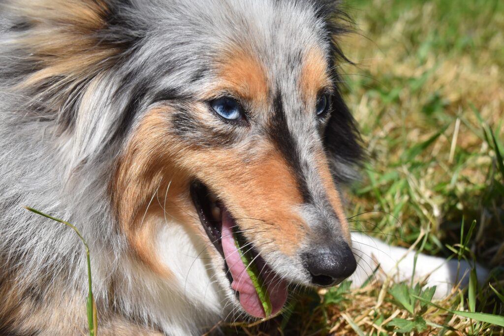 Unraveling the Mystery of Why Dogs Eat Grass - RawOrigins.pet - The Raw Dog Food Company