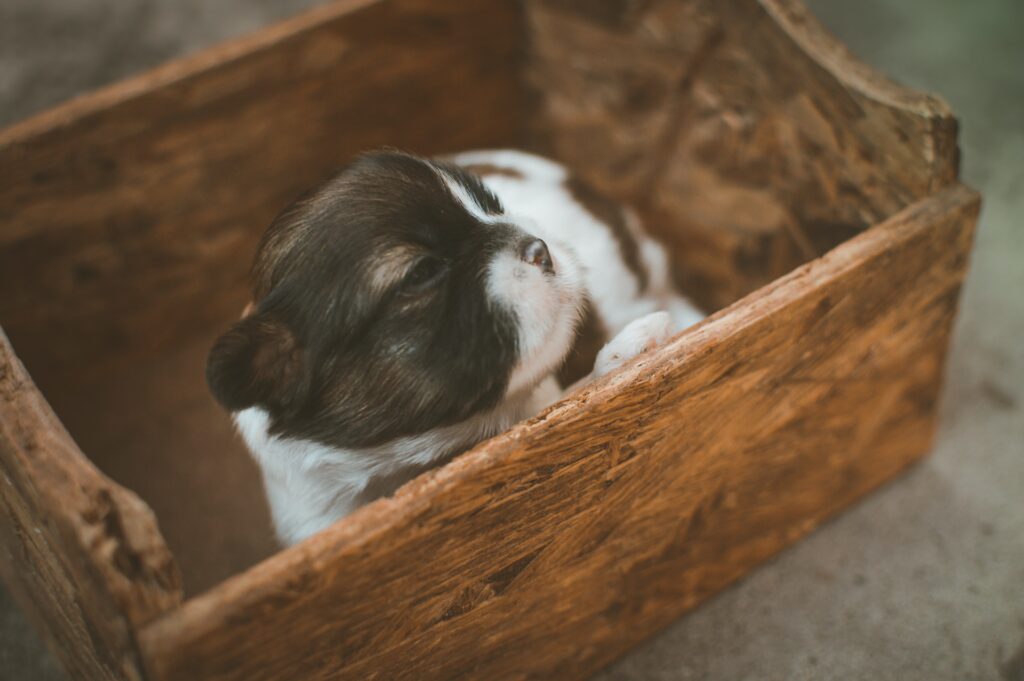 Can Dogs Use Litter Boxes? Exploring the Possibilities! - RawOrigins.pet - The Raw Dog Food Company