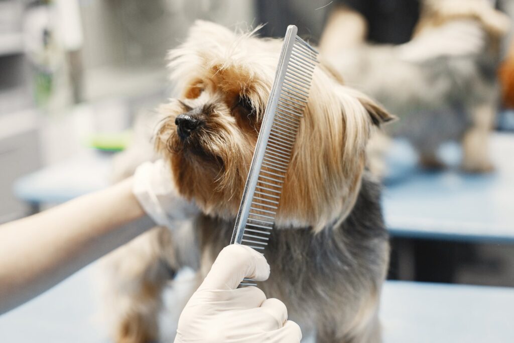 Timely Tidying: Knowing When to Groom Your Dog - RawOrigins.pet - The Raw Dog Food Company