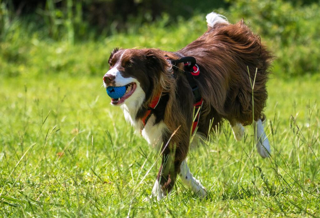 What is the Daily Exercise Requirement for a Dog - RawOrigins.pet - The Raw Dog Food Company