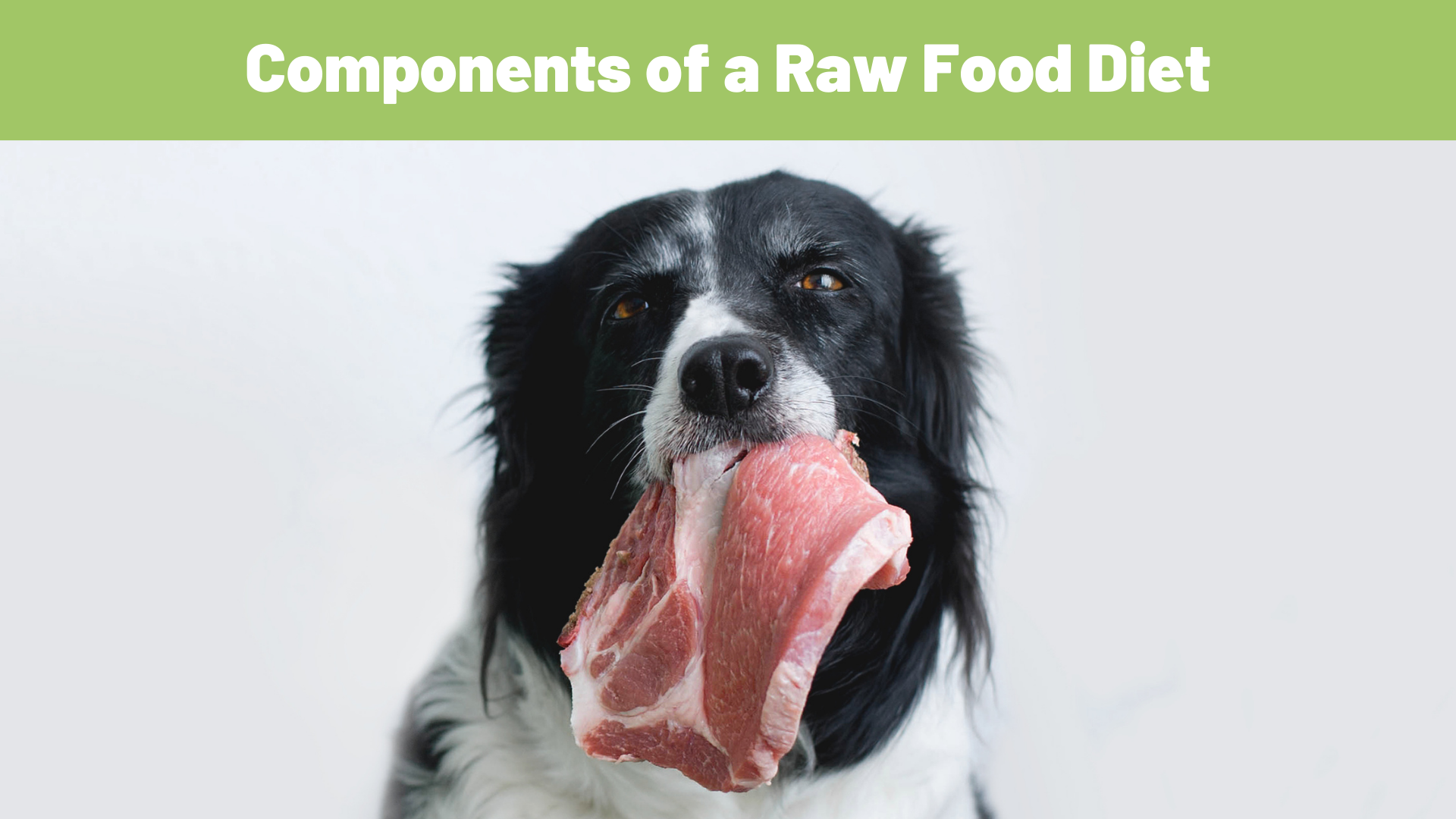 Nutritional Components of a Raw Food Diet and Their Benefits for Dogs - RawOrigins.pet - The Raw Dog Food Company