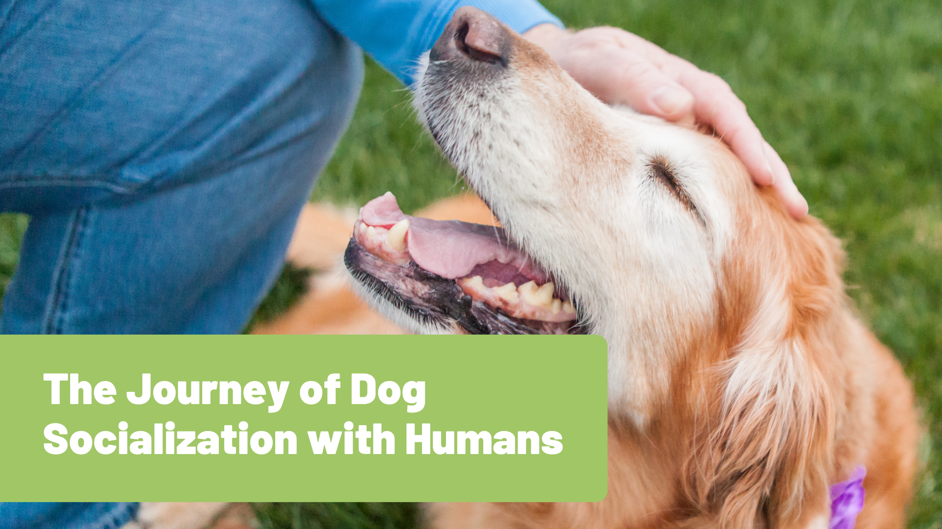From Paws to Handshakes: The Journey of Dog Socialization with Humans - RawOrigins.pet - The Raw Dog Food Company