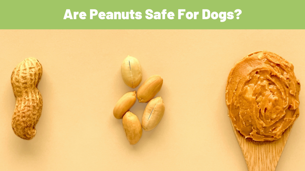 R peanuts bad for dogs hotsell