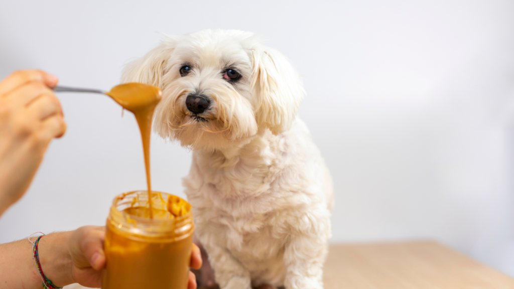 Are Peanuts Safe for Your Furry Friend? - RawOrigins.pet - The Raw Dog Food Company