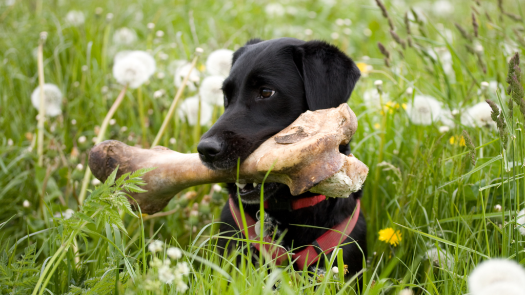 Bones and Beyond: The Ultimate Guide to Safely Feeding Raw Bones to Your Furry Friend - RawOrigins.pet - The Raw Dog Food Company