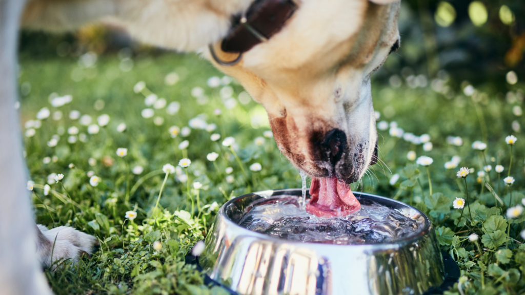 The Crucial Role of Hydration in Your Dog’s Wellness - Raw Origins - The Raw Dog Food Company