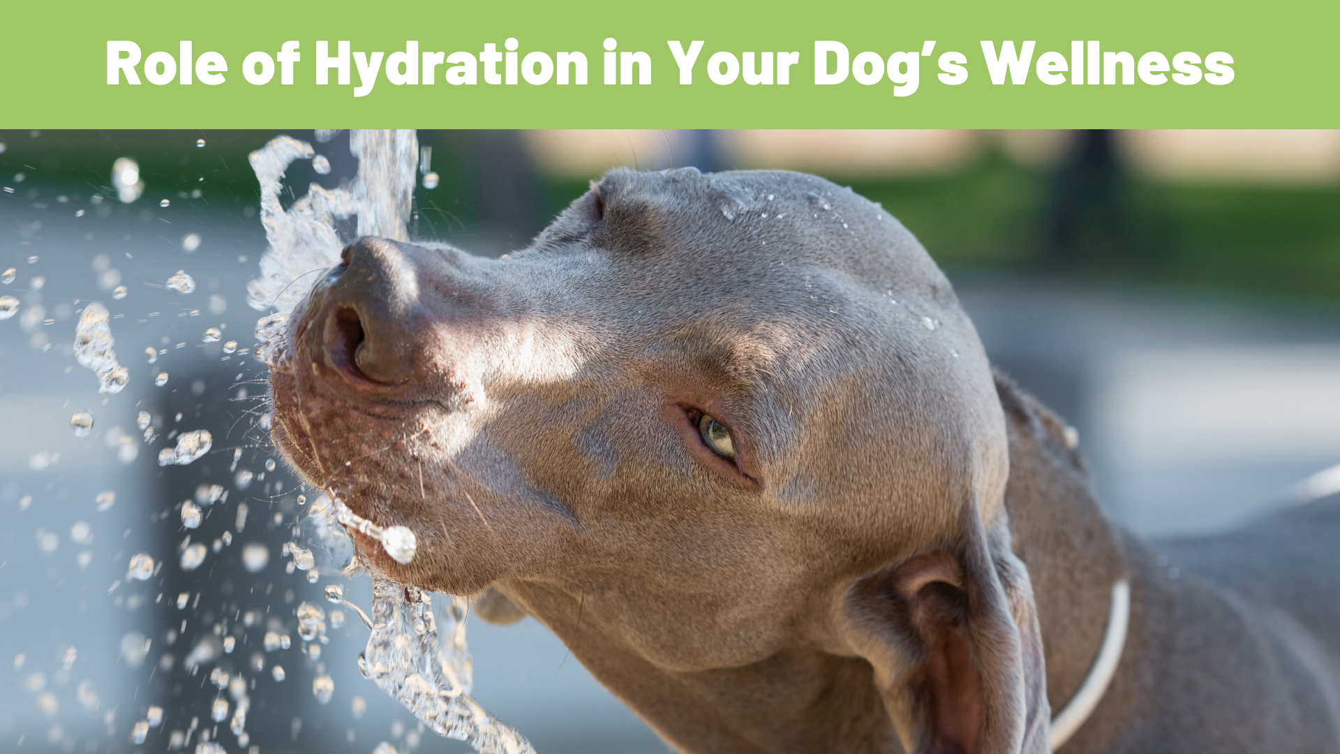 The Crucial Role of Hydration in Your Dog’s Wellness - Raw Origins - The Raw Dog Food Company