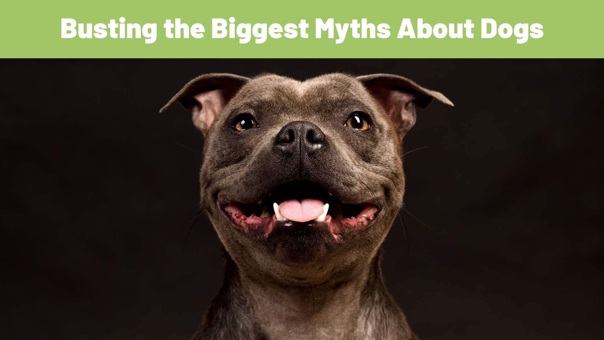 Busting the Biggest Myths About Our Canine Companions - RawOrigins.pet