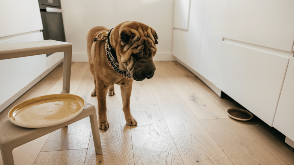 Effective Solutions for Dog Separation Anxiety: Tips and Treatments - www.RawOrigins.pet