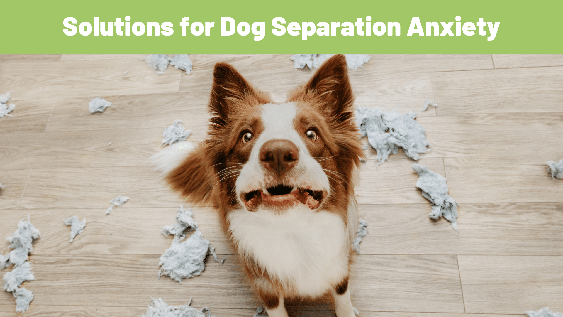 Effective Solutions for Dog Separation Anxiety: Tips and Treatments - www.RawOrigins.pet