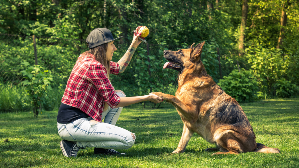 From Chaos to Calm: Train Your Dog Like a Pro, Even if You're a Novice - RawOrigins.pet - The Raw Dog Food Company