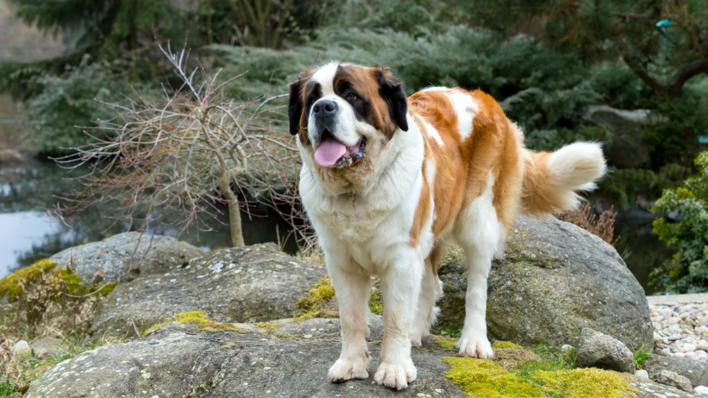From Couch Potato to Canine Athlete: Exercise Tips for Energetic Big Breeds - RawOrigins.pet - The Raw Dog Food Company