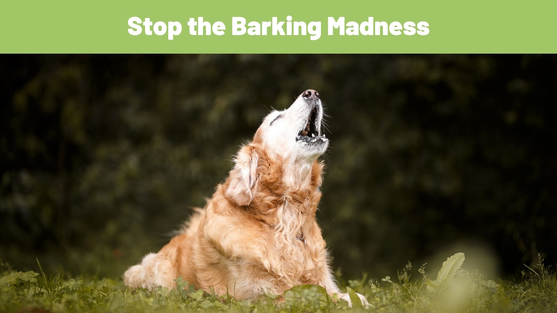 Stop the Barking Madness: How to Train Your Dog to Be Quiet - RawOrigins.pet - The Raw Dog Food Company