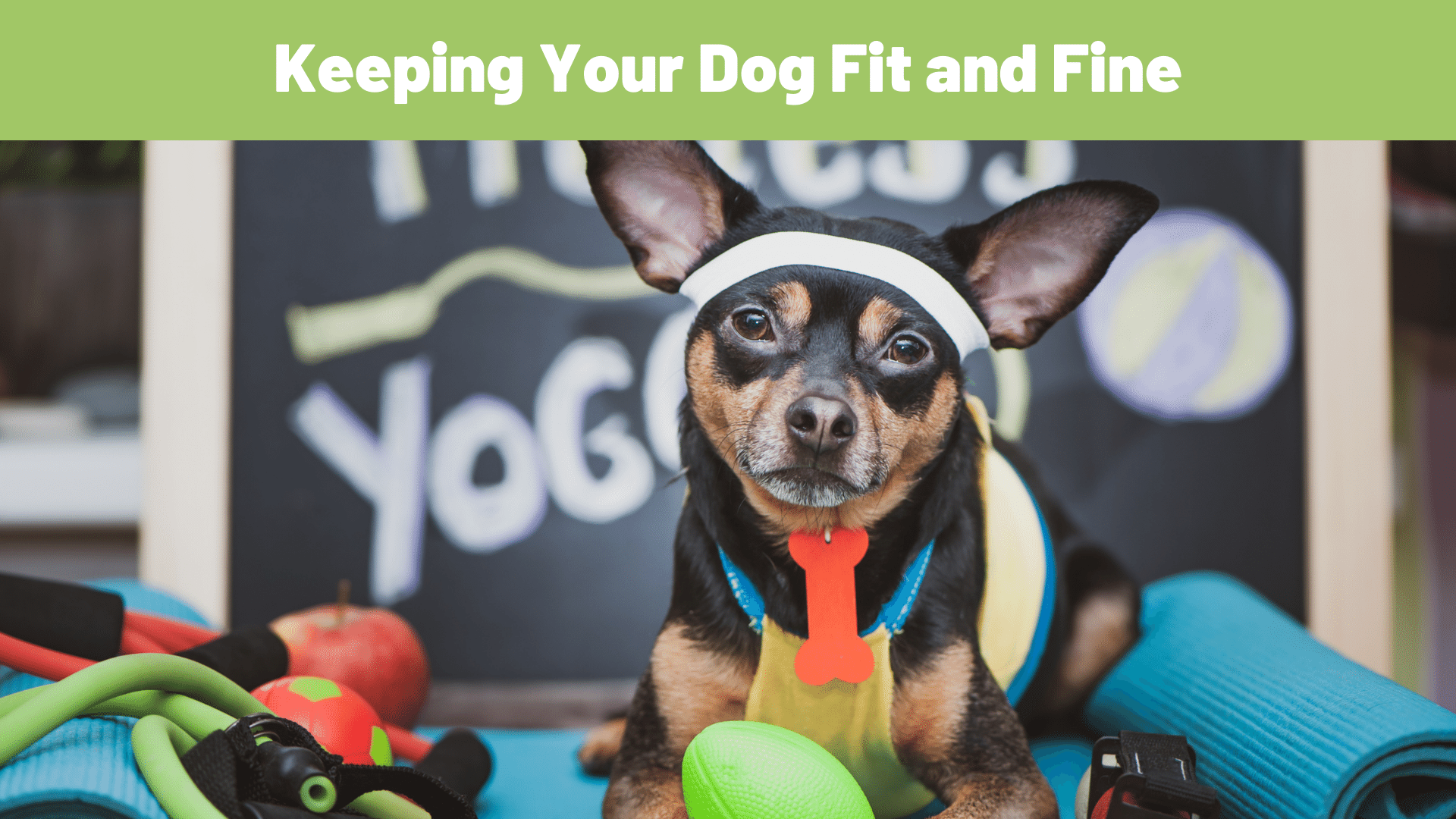 Tail Wags and Wellness: Keeping Your Dog Fit and Fine - RawOrigins.pet - The Raw Dog Food Company