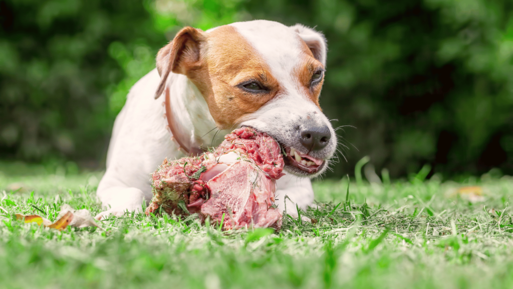 Ditch the Dish, Grab the Meat: Why Raw Beef is Redefining Dog Diets - www.RawOrigins.pet - The Raw Dog Food Company