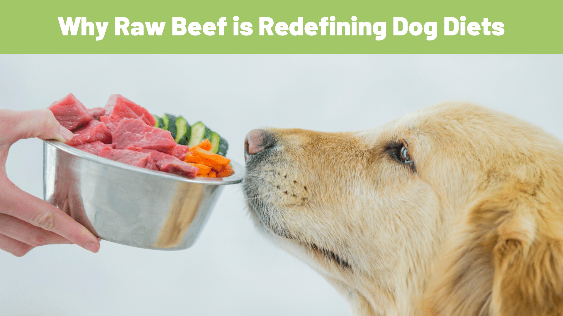 Ditch the Dish, Grab the Meat: Why Raw Beef is Redefining Dog Diets - www.RawOrigins.pet - The Raw Dog Food Company