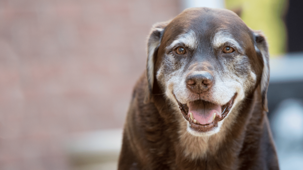 Golden Years, Golden Memories: Making the Most of Your Senior Dog's Life - RawOrigins.pet - The Raw Dog Food Company