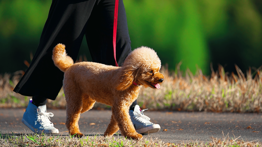 Stroll in Style: Leash Training for Happy & Secure Walks - RawOrigins.pet - The Raw Dog Food Company