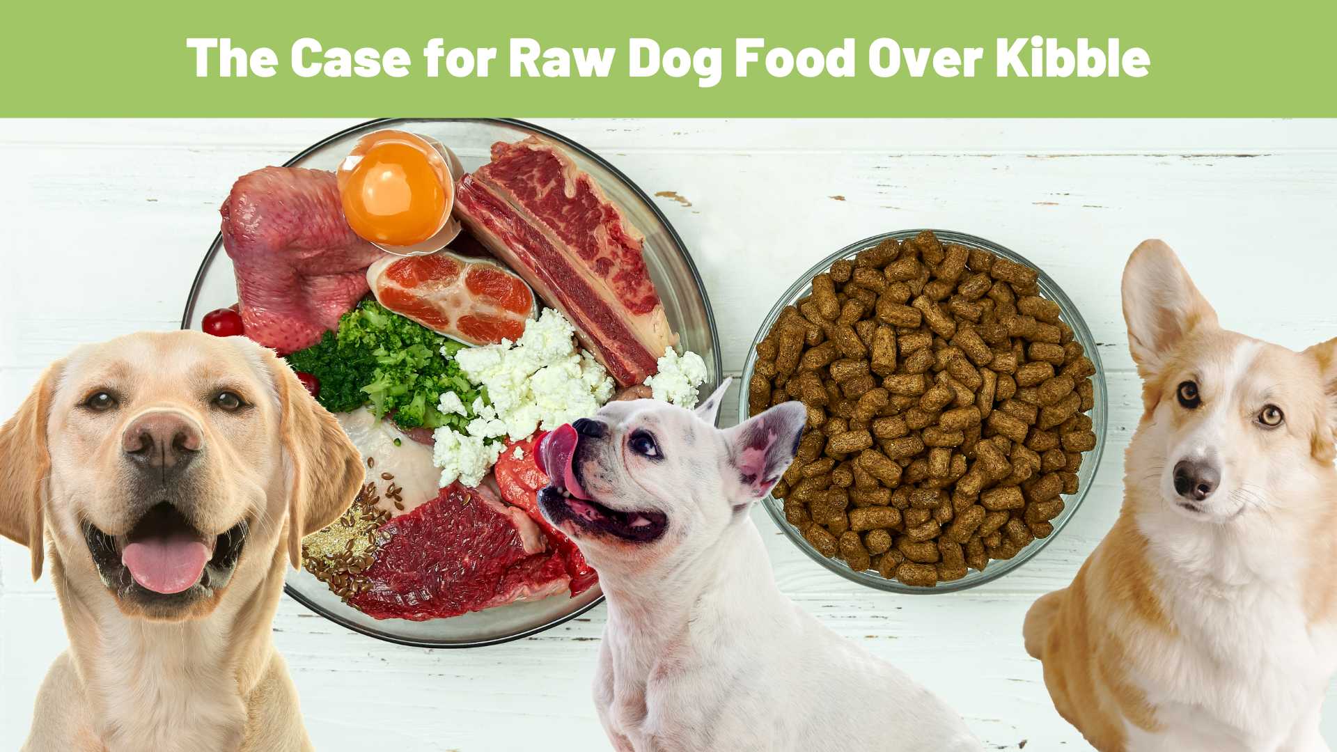 Making the Switch: The Case for Raw Dog Food Over Kibble