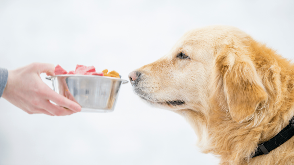 Raw Dog Food vs. Kibble – A Comparative Guide for Canine Nutrition
