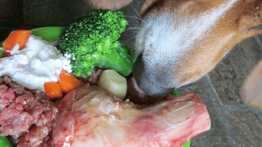 Raw Dog Food vs. Kibble – A Comparative Guide for Canine Nutrition