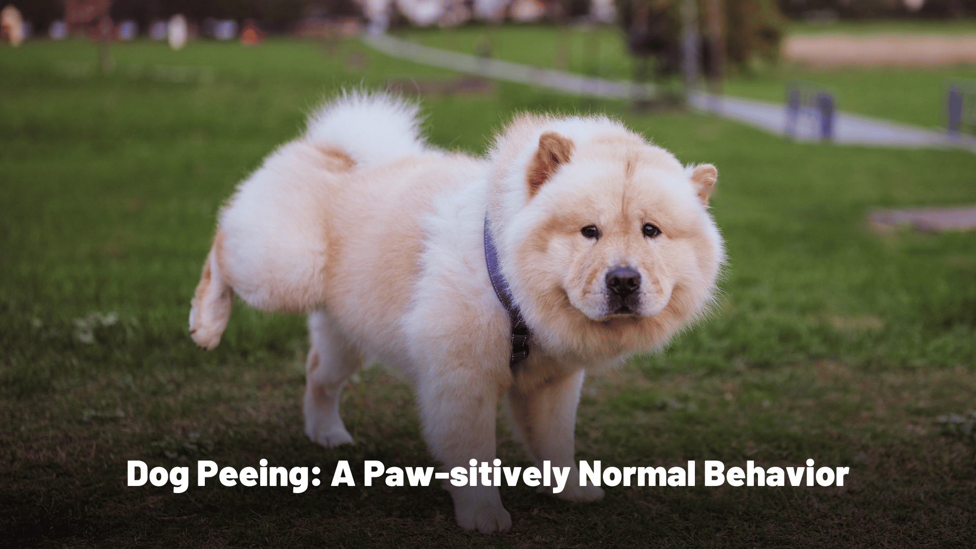 Dog Peeing: A Paw-sitively Normal Behavior