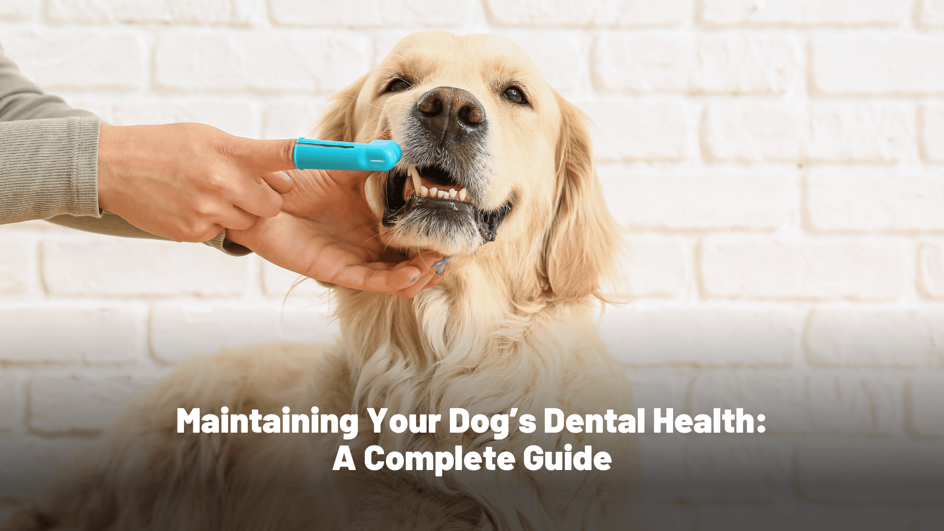 Maintaining Your Dog’s Dental Health: A Complete Guide